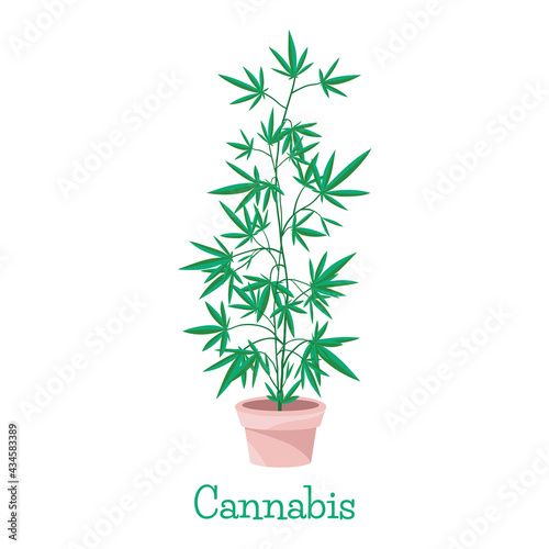 Hemp. Cannabis. Marijuana. Growing plant. Gardening. Pot. Isolated illustration on white background. 