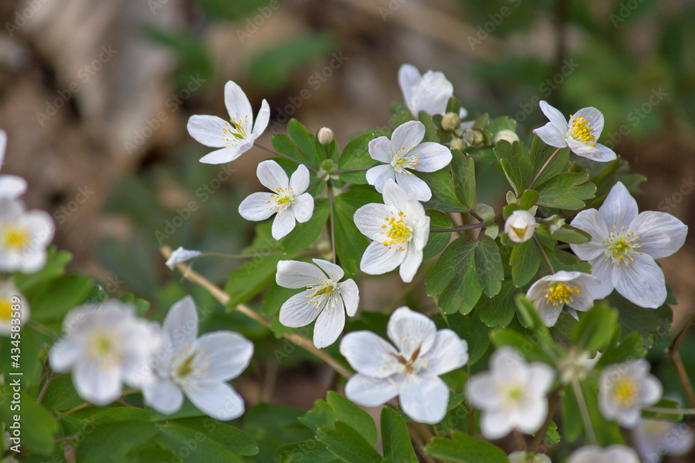 white spring flowers close-up blooming in the forest white spring flowers close-up blooming in the forest