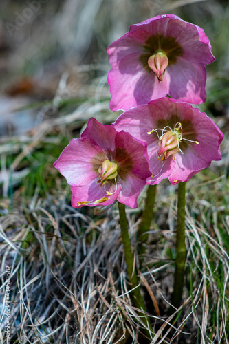 Hellebores growing in the forest 