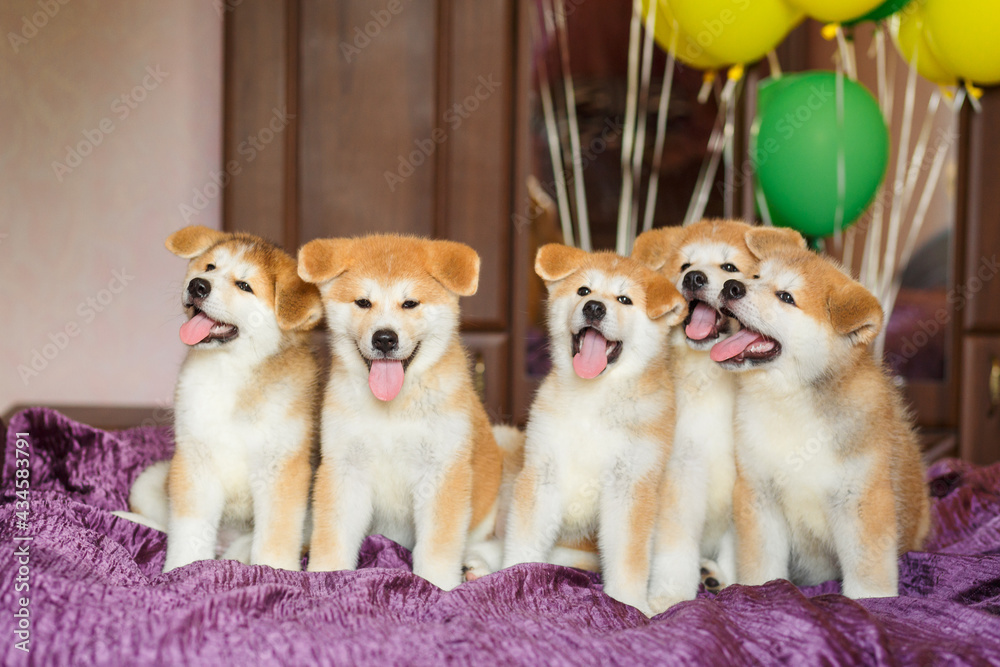 Funny little akita inu puppies with balloons. Fluffy balls of happiness