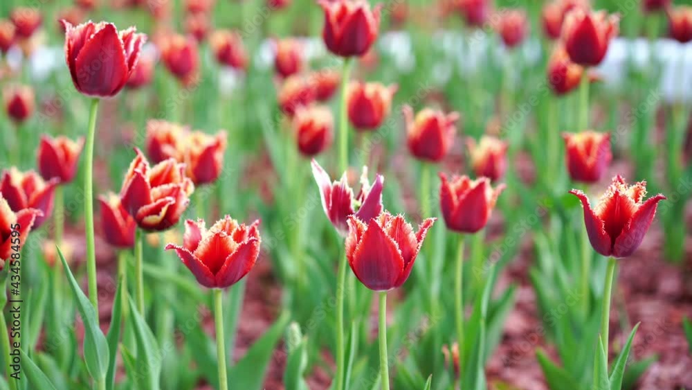 Red tulips blooming at beautiful park, many flowers. High quality 4k footage Red tulips blooming at beautiful park, many flowers. High quality 4k footage