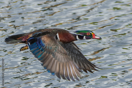 Male wood duck/ carolina duck (Aix sponsa) flying in beautiful light, seen in a India.