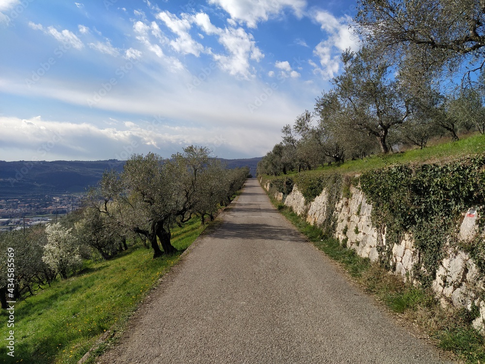 Fototapeta premium Street between olive trees in Verona city