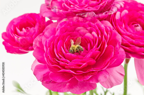 Honey bee on ranunculus flower