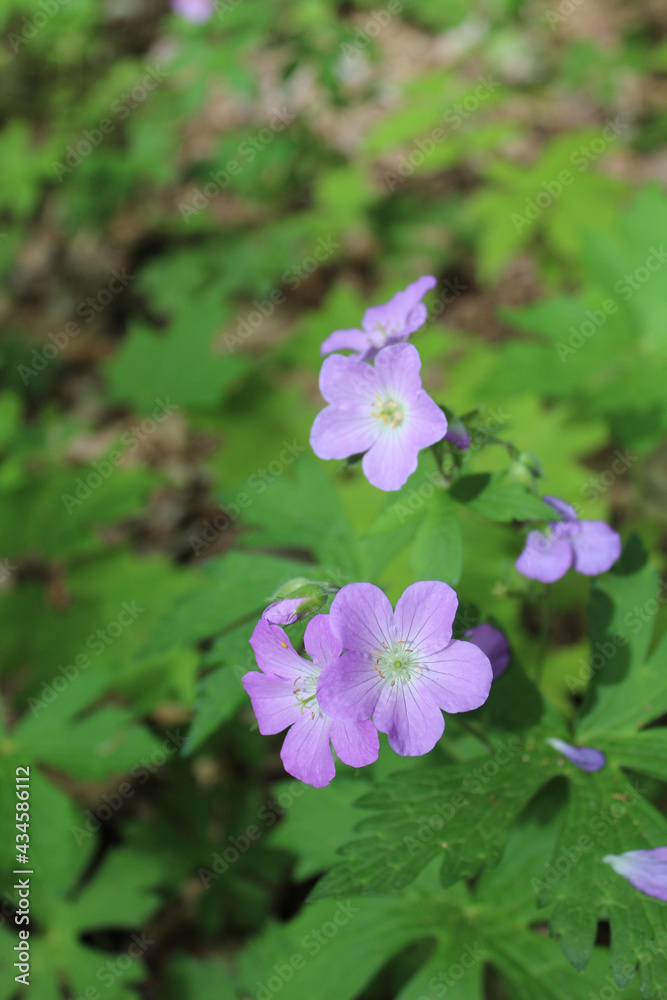 Two wild geranium blooms with others in the background at Camp Ground Road Wods in Des Plaines, Illinois