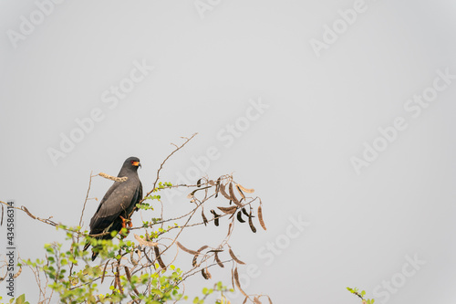 The snail kite (Rostrhamus sociabilis) photo