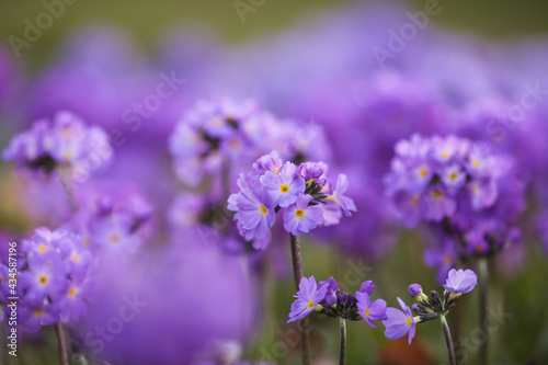 Primula Denticulata