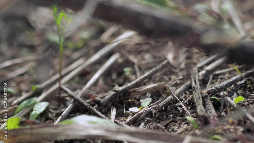 group of insects Forest ants Formica rufa working in an anthill close-up. 4k group of insects Forest ants Formica rufa working in an anthill close-up. 4k