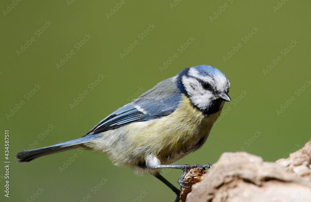 Fototapeta premium blue tit
