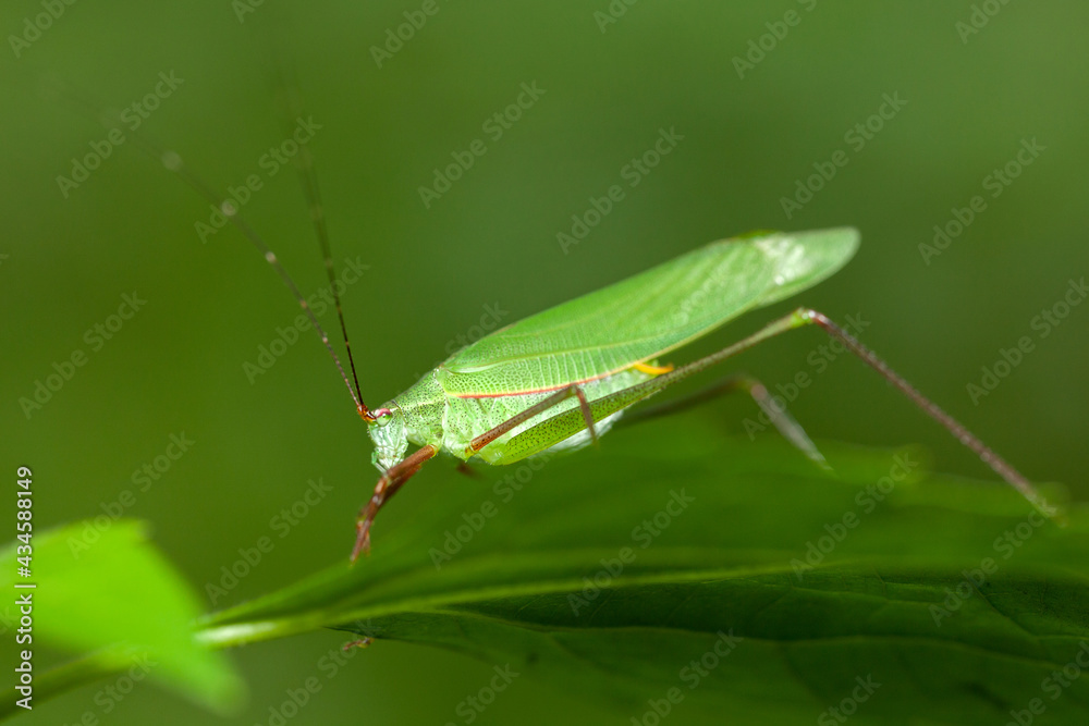 grasshopper grasshopper