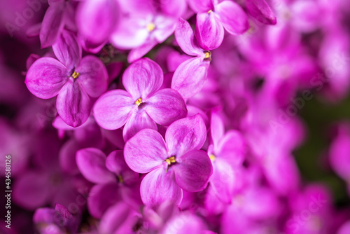 Lovely bright purple lilac flowers background. Spring blooming macro. Closeup, copy space. © gorina_anna