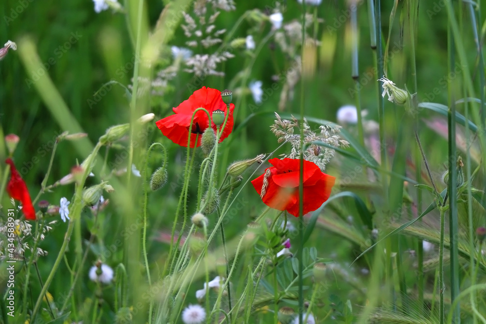 Poppy flowers in a field. Selective focus. Poppy flowers in a field. Selective focus.