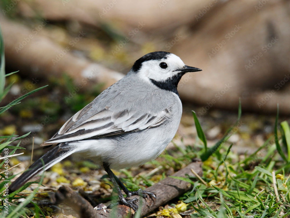 Wagtail Wagtail