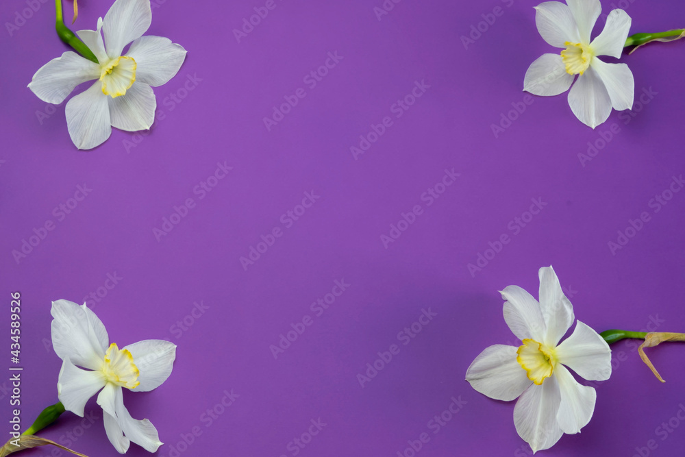 Daffodil narcissus flowers bouqet on a lilac violet background flat lay frame top view, free copy space for text Daffodil narcissus flowers bouqet on a lilac violet background flat lay frame top view, free copy space for text
