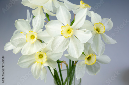 Fototapeta Naklejka Na Ścianę i Meble -  Daffodil narcissus flowers bouquet on a blue background copy space for text in a glass vase
