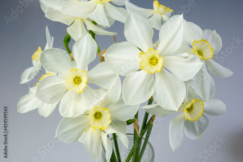 Daffodil narcissus flowers bouquet on a blue background copy space for text in a glass vase