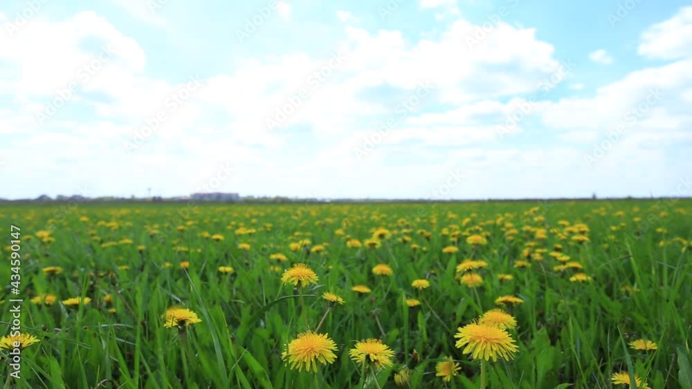 green prairie with yellow dandelions under a cloudy sky, rural spring background green prairie with yellow dandelions under a cloudy sky, rural spring background