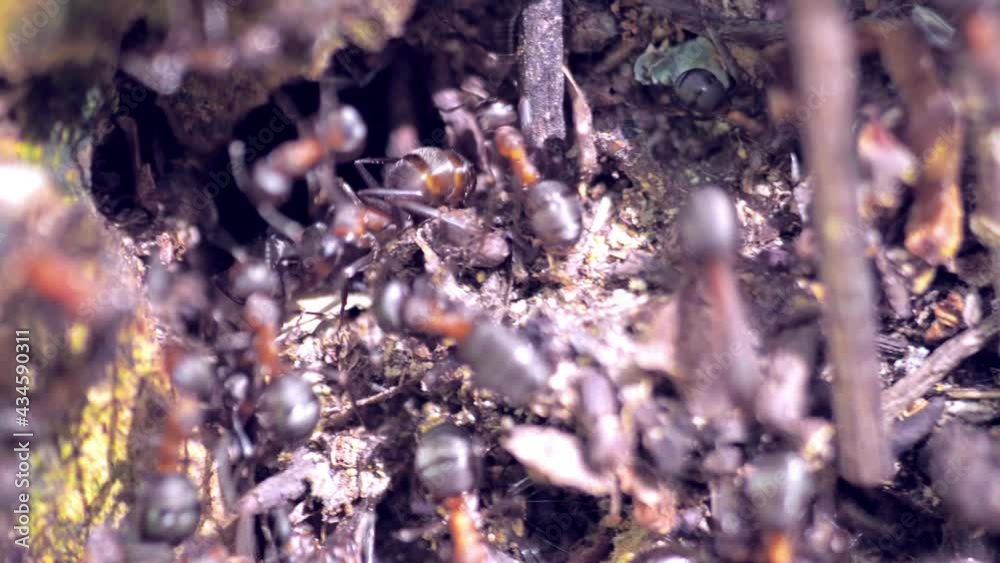 group of insects Forest ants Formica rufa working in an anthill close-up. 4k group of insects Forest ants Formica rufa working in an anthill close-up. 4k