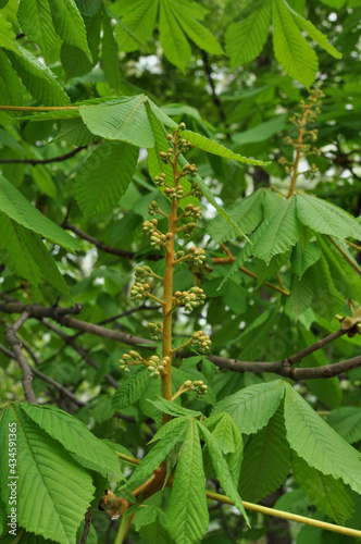 A close-up of a chestnut inflorescence. Early spring in the city. Large leaves and flowers of chestnut. horse chestnut (Lat. AÃ©sculus)