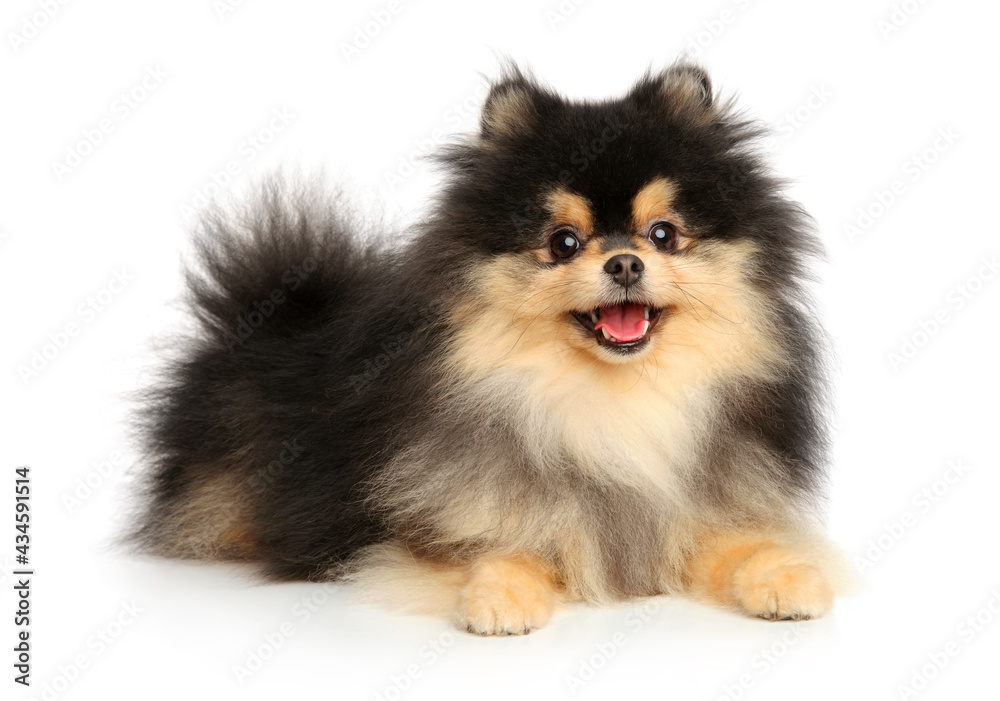Happy Pomeranian puppy Happy Pomeranian puppy
