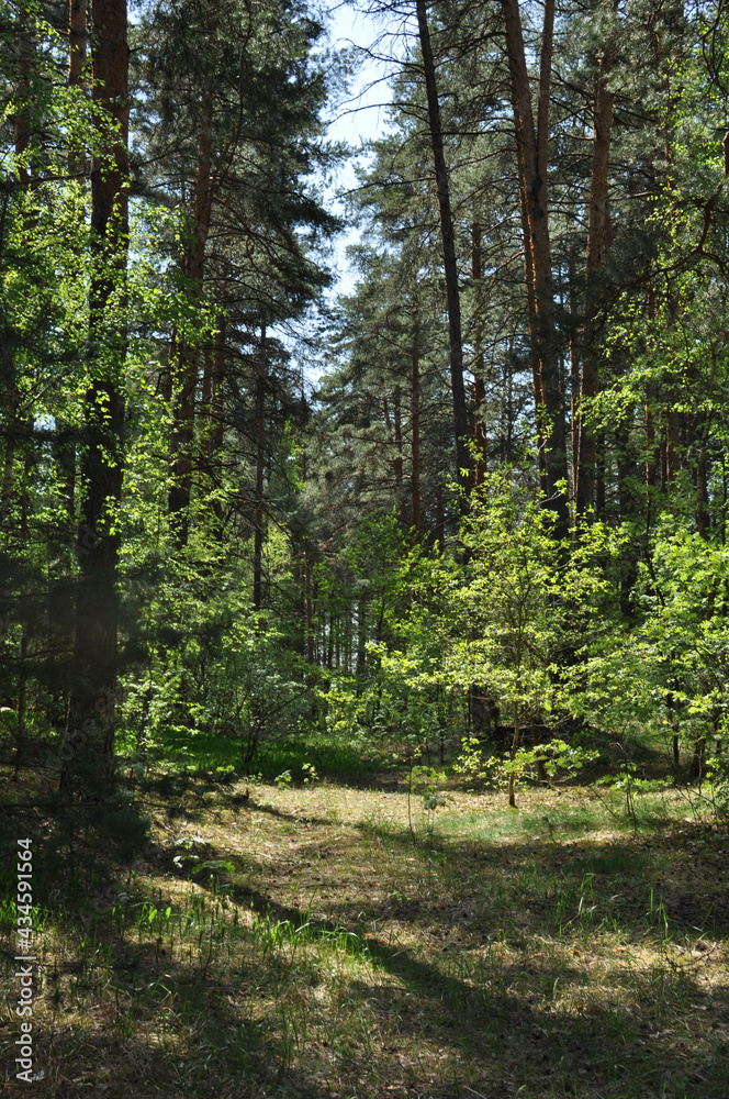 Panoramic view of the spring forest. Forest path on a clear sunny spring day. Panoramic view of the spring forest. Forest path on a clear sunny spring day.