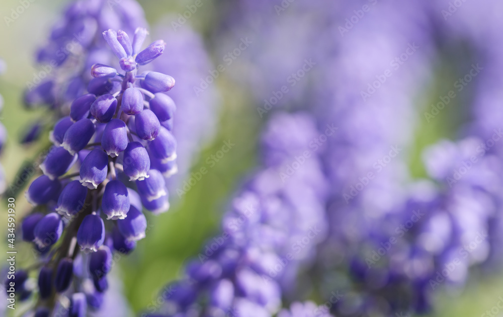 Purple grape hyacinth with flowers and green in background Purple grape hyacinth with flowers and green in background
