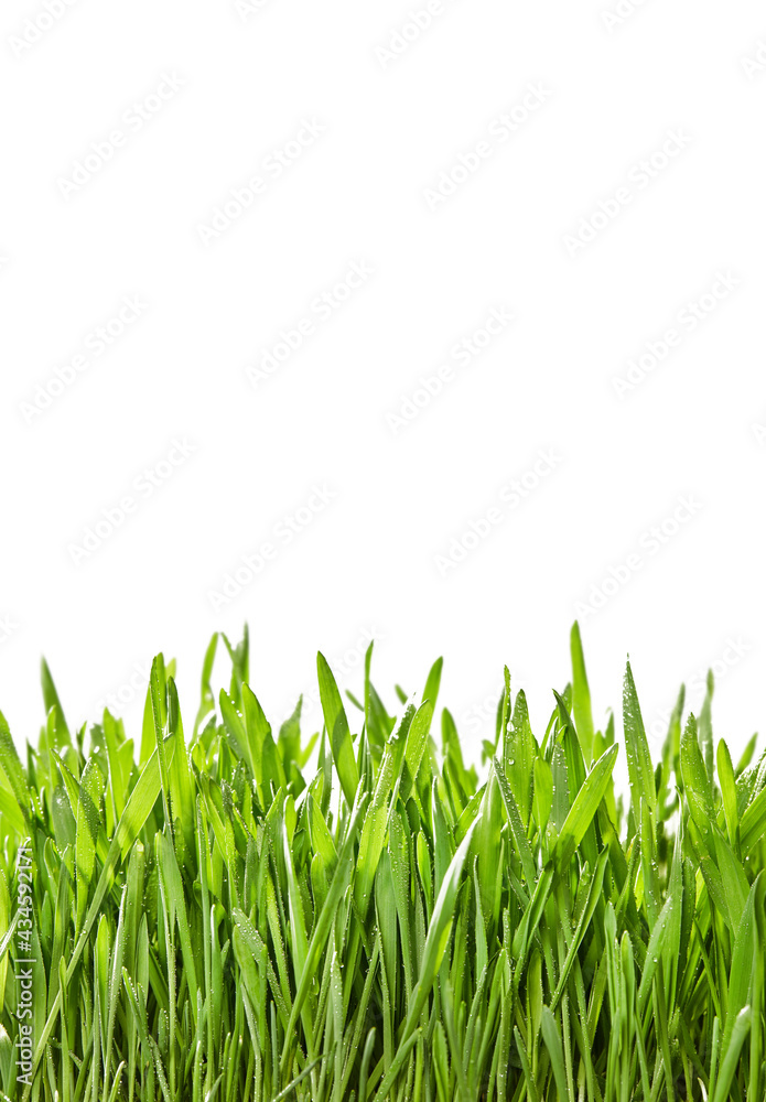 Fototapeta premium Fresh green grass border