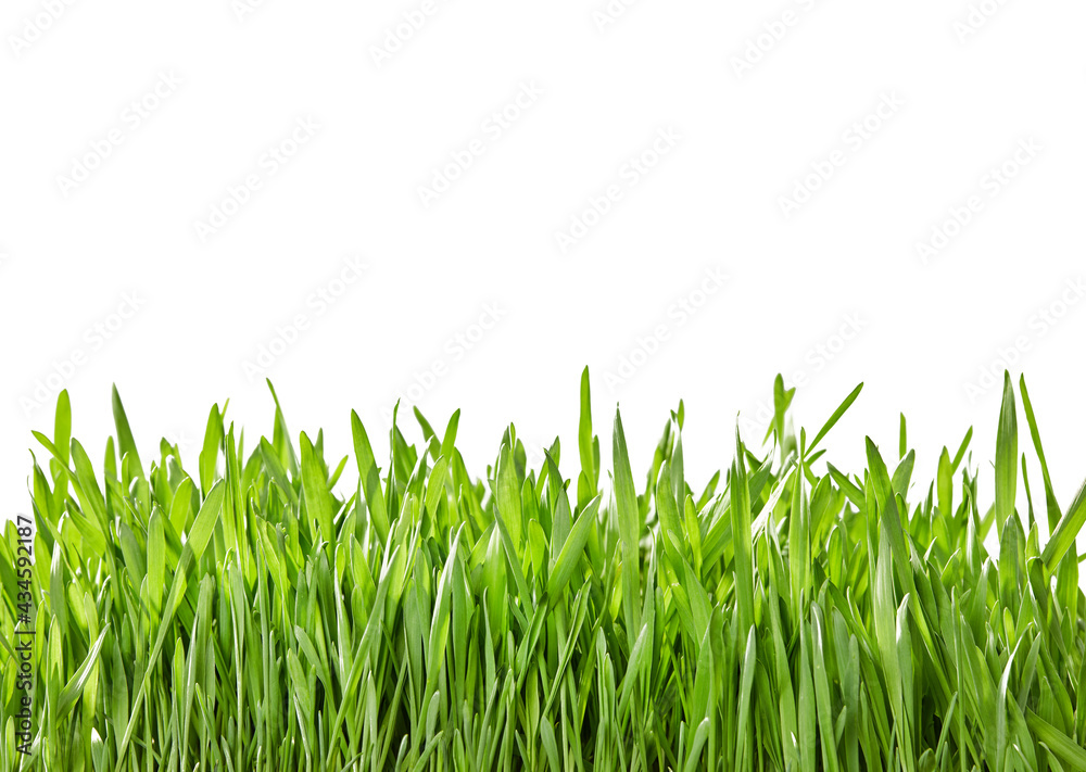 Fototapeta premium Fresh green grass border
