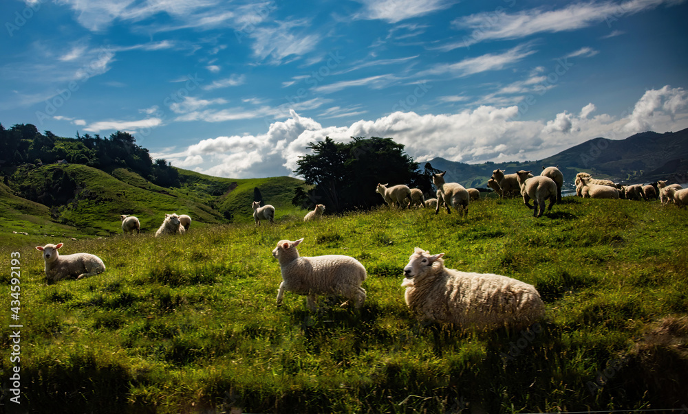 Scenic View with Sheep in Dunedin, New Zealand