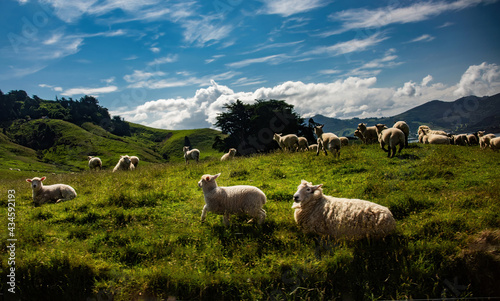 Scenic View with Sheep in Dunedin, New Zealand