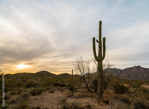 Saguaro cactus near sunset in the desert of Arizona