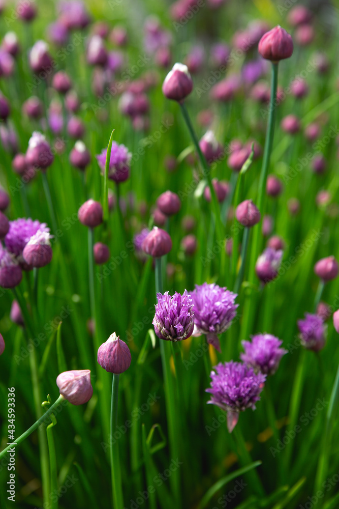 A field of flowering chives
