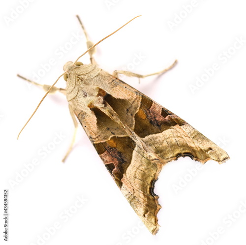 Soybean Looper, Pseudoplusia includens (Walker) moths isolated on white background, macro photo