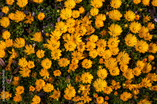 Small yellow flower ground cover texture