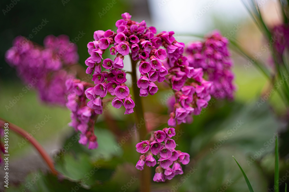 close up of lilac flowers close up of lilac flowers