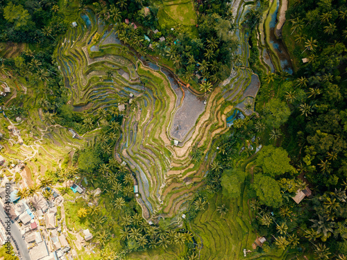 Aerial drone view of top-down shot over the famous Tegalalang rice terrace in Ubud, Bali, Indonesia photo