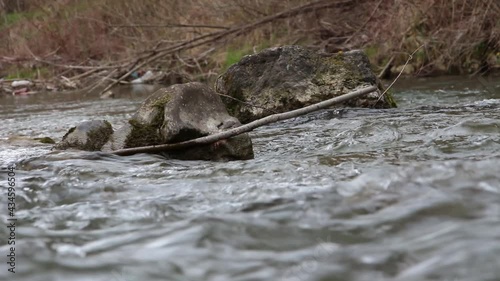 A tree branch stuck between the stones in the river. A river with cold water, stones and a tree branch. Fresh stream of water that flows in the river in springtime