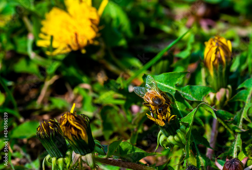 Bee collecting pollen in dandelion. Macro photo of insect.