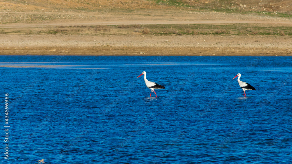 Two white storks in water. 