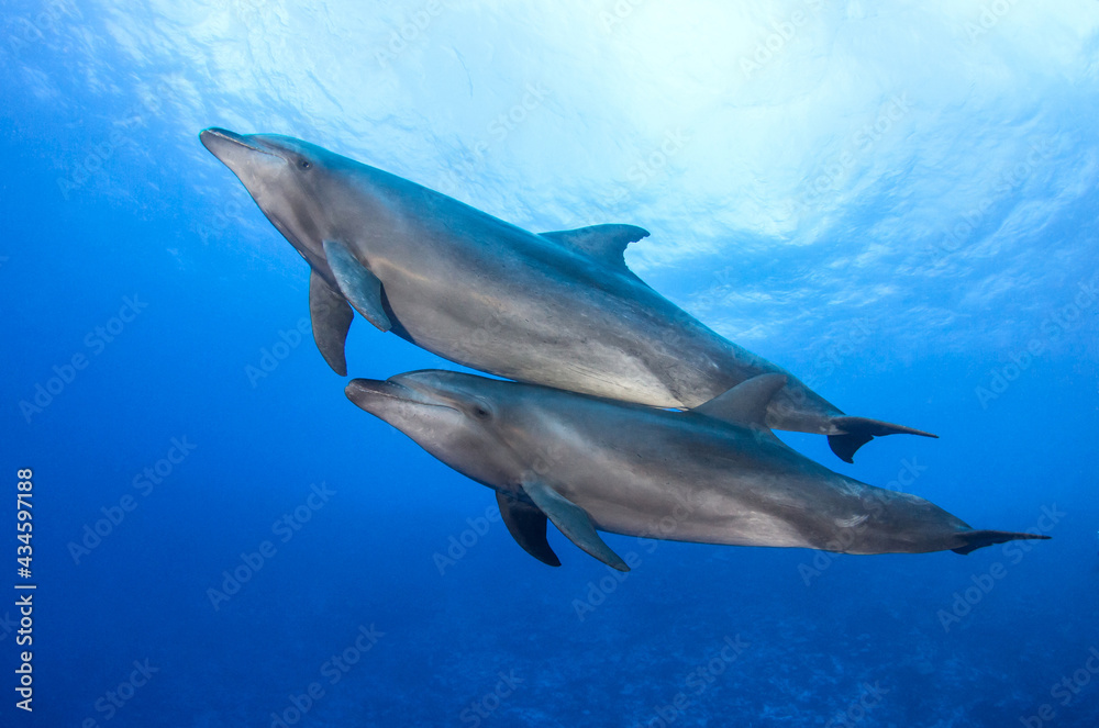 Naklejka premium Couple of dolphins