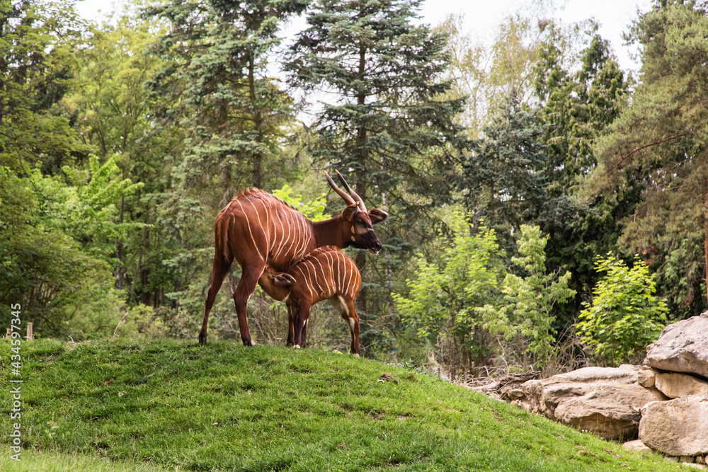Antelope Bongo (Tragelaphus eurycerus) feeding a baby. African animals in Zoo. Mother and cub brown antelopes.