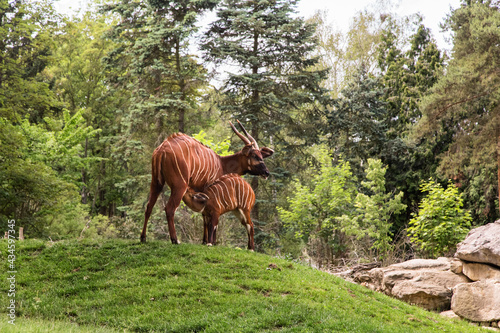 Antelope Bongo (Tragelaphus eurycerus) feeding a baby. African animals in Zoo. Mother and cub  brown antelopes.