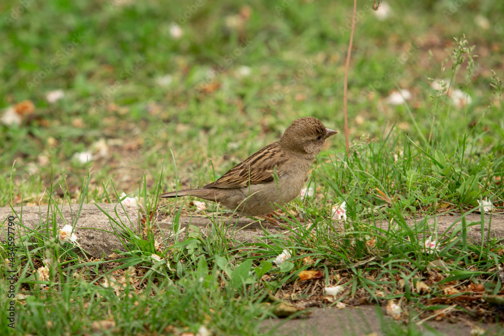 the little sparrow bird among the green grass the little sparrow bird among the green grass