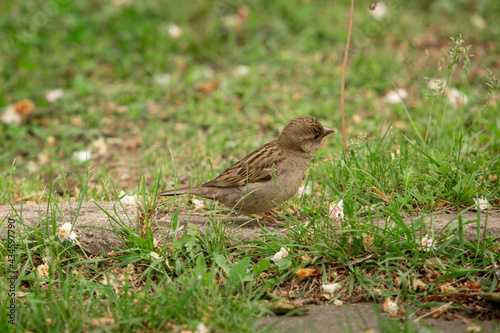 the little sparrow bird among the green grass © MaksimM