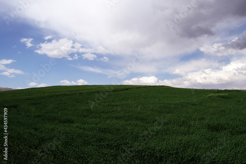 green field and blue sky