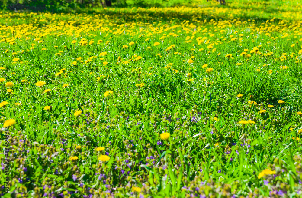 Obraz premium Yellow dandelions in the field on the spring shiny day. Many yellow dandelions on the green lawn