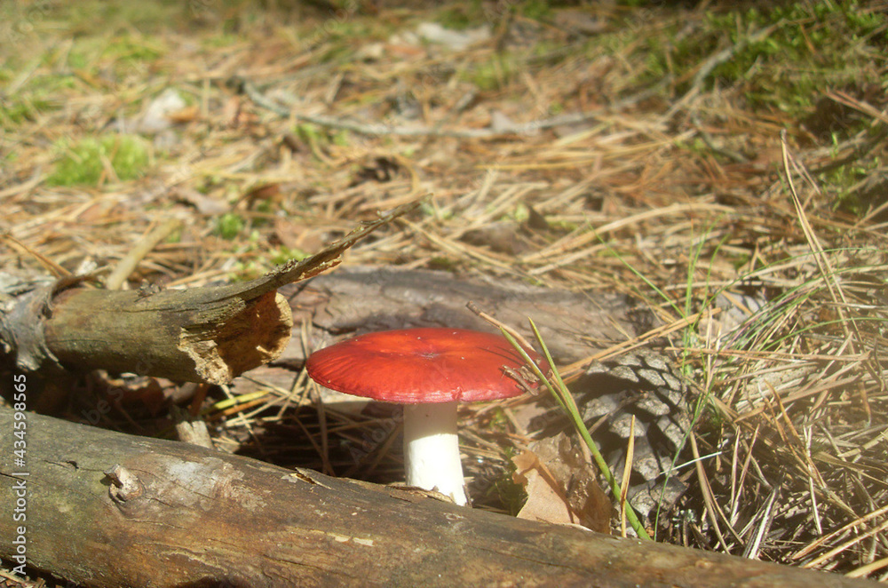 fly mushroom fly mushroom