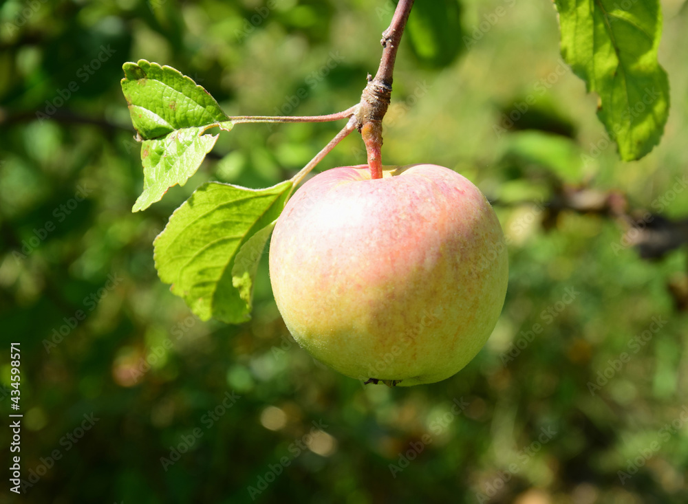 Red yellow Apple hanging on a branch with leaves