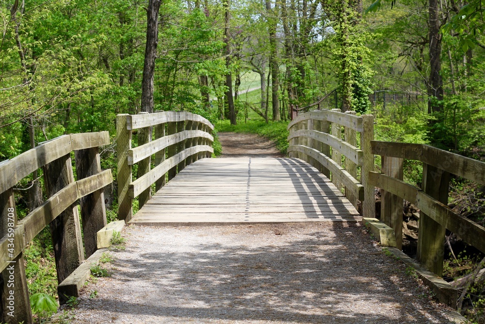 In front of the wooden footbridge in the forest. In front of the wooden footbridge in the forest.