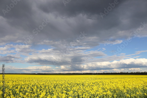 yellow rapeseed on the field and sky with thunderclouds